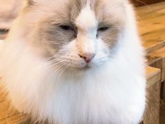 -李小姐の猫咖啡馆(五角场店)