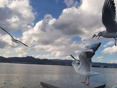-深圳湾公园(南山区)