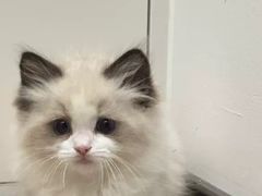 -瑞派名望志远动物医院·猫科·內科·异宠专科(直港大道店)
