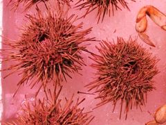 -锦绣大地生鲜食品厅