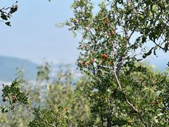 -北京西山国家森林公园