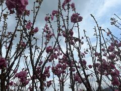 -天适樱花悠乐园