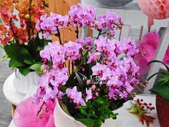 -荷兰花海