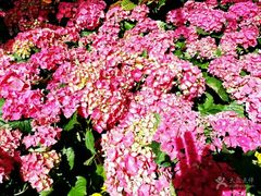 -北京植物园-展览温室