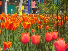 -哈尔滨文化公园