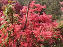 -木兰云雾山
