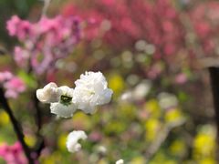 -南汇桃花村