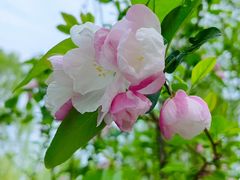 -海棠花溪(元大都城垣遗址公园)