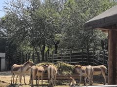 -青藏高原野生动物园