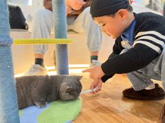 -COLOR PETS 撸猫馆·购猫·猫咖(长风大悦城店)