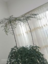 -HEYAN荷妍专业脱毛连锁机构
