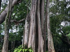 -瑞丽独树成林风景区