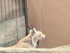 -青藏高原野生动物园