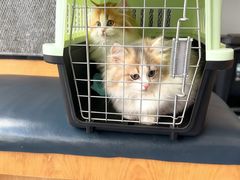 -伟伟宠物医院·瑞派猫友好医院·猫科(光谷店)