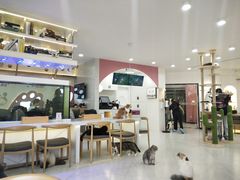 大堂-喵园·猫主题咖啡厅·撸猫·猫咖(国贸店)