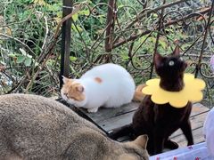 -喵屿·大理花园猫咖