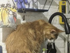 -平行世界·猫咖(首经贸店)