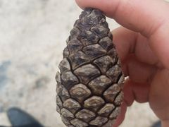 -星巴克臻选(成都宽窄巷子店)