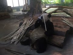 -海南热带野生动植物园