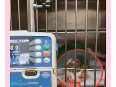 -宠爱国际动物医院· 猫科· 外科·中兽医(长白店)