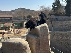 -石家庄市动物园