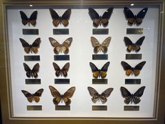 -上海昆虫博物馆