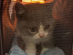 -momokira米努特·德文卷毛猫·棉花面纱犬