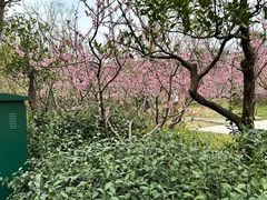 -雨花胜境
