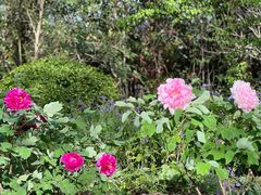 -上海海湾国家森林公园