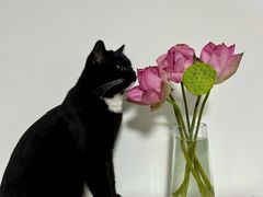 -PETKIT 小佩宠物·低压洗护·美容·寄养(安远店)