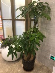 -成都艾特他整形外科医院