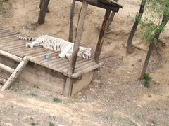 -辛玛王国游乐园