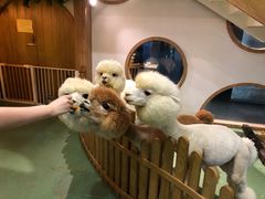 -藦茜花园宠物主题亲子互动体验馆(国顺东路店)