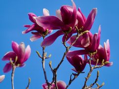 -北京西山国家森林公园