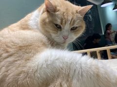 -安格丽娜·狗咖·猫咖羊驼咖(春熙路百盛商场店)