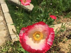 -武汉紫薇都市田园