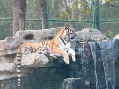 -上海野生动物园