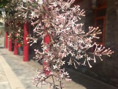 -西宁市东关清真大寺