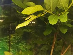 -上海大自然野生昆虫馆(东方明珠·爬宠昆虫探索中心)