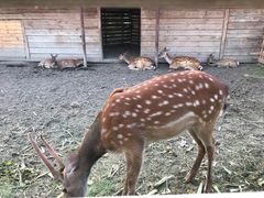 -安德鲁户外烧烤帐篷营地(马泉营店)