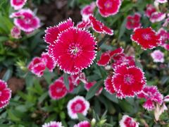 -武汉紫薇都市田园