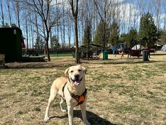 -宠乐会宠物乐园