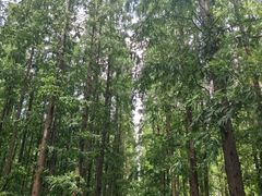 -东平国家森林公园