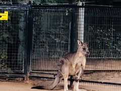-费瑟代尔野生动物园