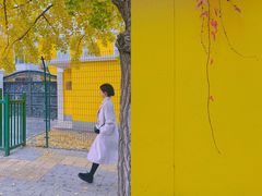 -三里屯东五街银杏大道