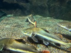 -太平洋海底世界