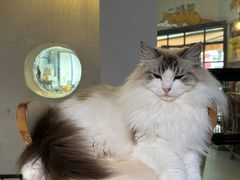 -豆逗聊愈猫阁Easy Life