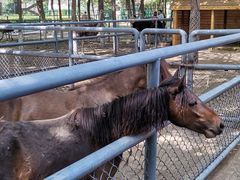 -长白岛森林公园