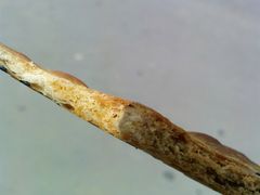 好吃！-张记袜底酥(锦溪店)