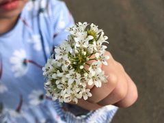 -大塘金香草谷